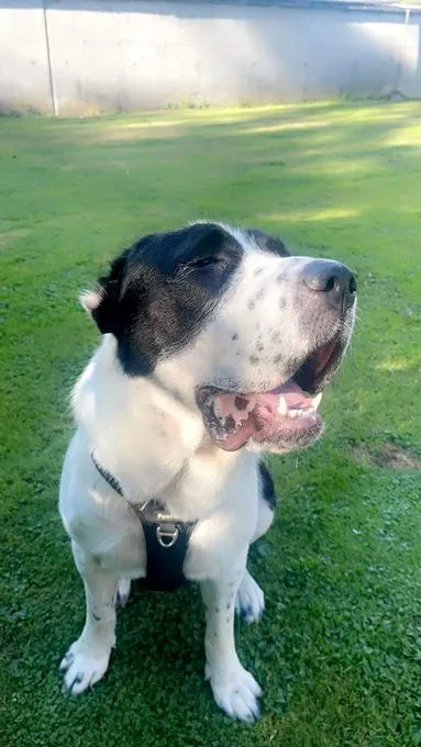 Hund aus Tierheim, Ella | Alabai Weiblich