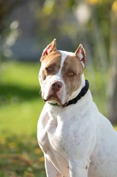 Hund aus Tierheim, Lunis | Staffordshire Dogo Argentino Mix Männlich