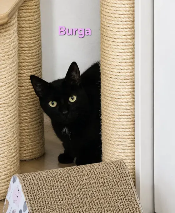 Burga & Louis - ekh zur Adoption