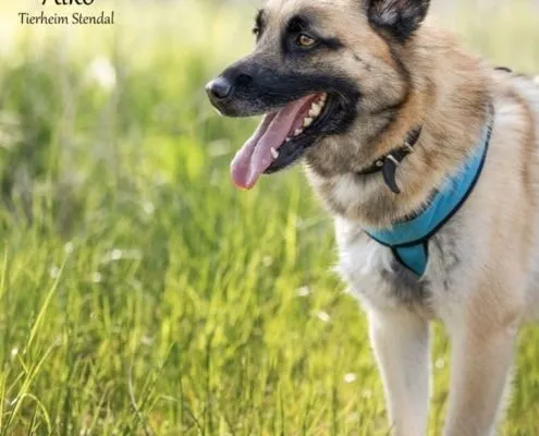 Dog from shelter, Aiko | Dsh Mix Male