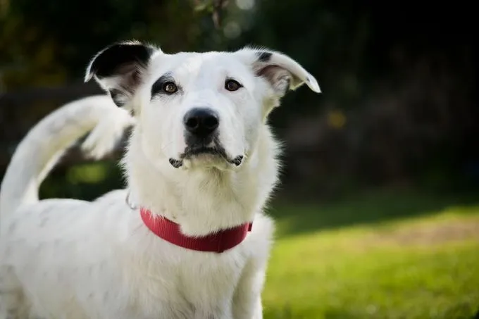 Karla - mischling zur Adoption