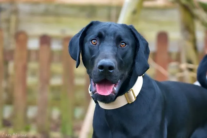 Dog from shelter, Gördi | Schwarz Dobermann Labrador Mix Male