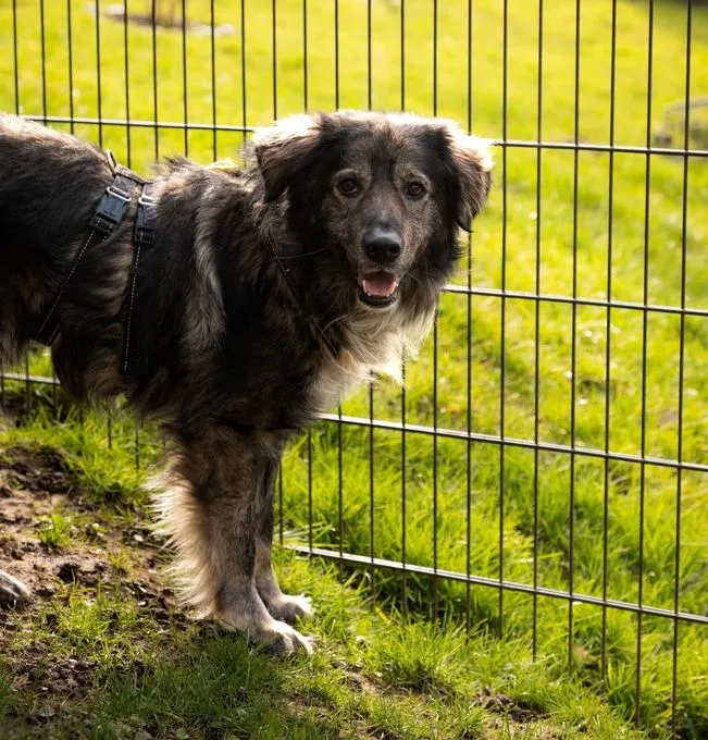 Sam - Mix zur Adoption