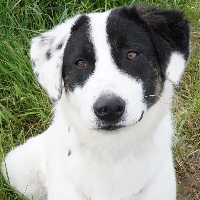 Skia - mischling zur Adoption