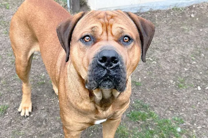 Hund aus Tierheim, Brommel | Boerboel Mix Weiblich