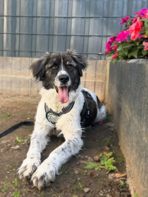Bella - herdenschutzhund zur Adoption