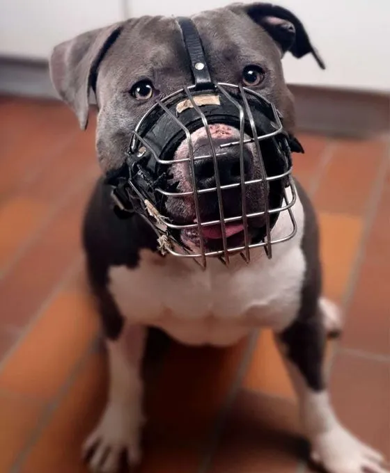 Dog from shelter, Ates | Staffordshire Mix Male