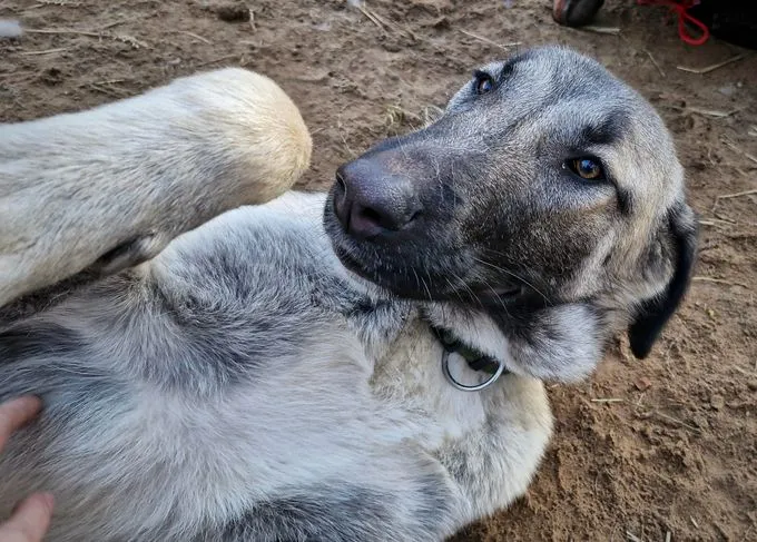 Dog from shelter, Sila Und Tamaz | Beige Kangal Female