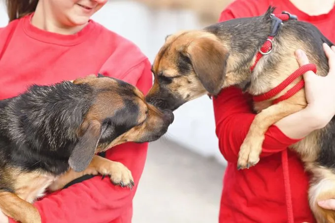 Dog from shelter, Dackel Mischlinge | Dackel Mischlinge
