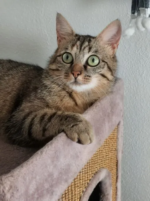 Tigerlilly - ekh zur Adoption