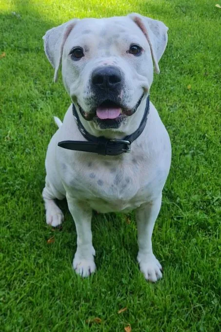 Hund aus Tierheim, Fee | Weiß Am Bulldog Mischling Weiblich