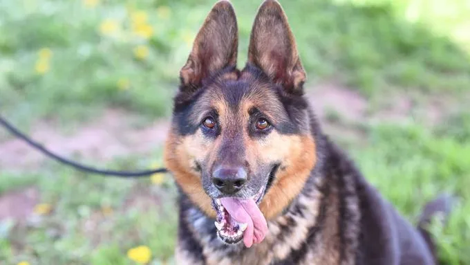 Dog from shelter, Pablo | Dt Schäferhund Female