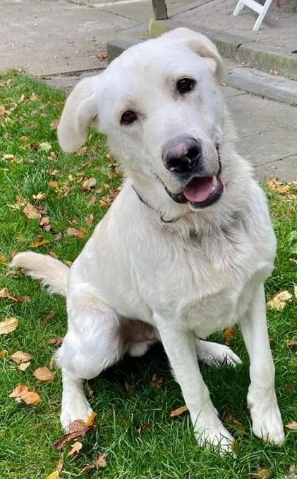 Dog from shelter, Oskar | Weiß Labrador Mix Male