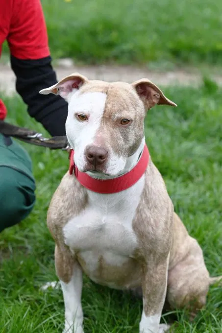 Hund aus Tierheim, Nora | Staffordshire Mix Weiblich