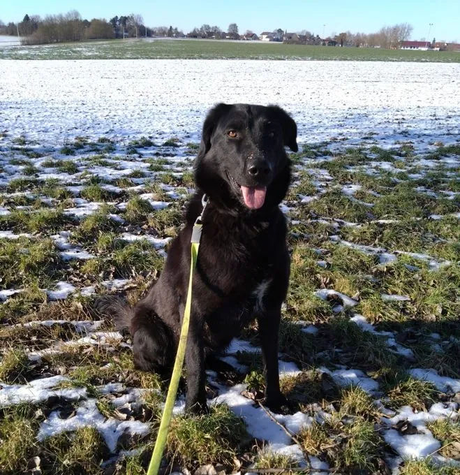 Dog from shelter, Jane | Schäferhund Hütehund Mix Female