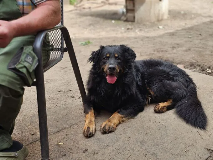 Dog from shelter, Ares | Schwarz Braun Berner Sennenhund Schäferhund Mix Male
