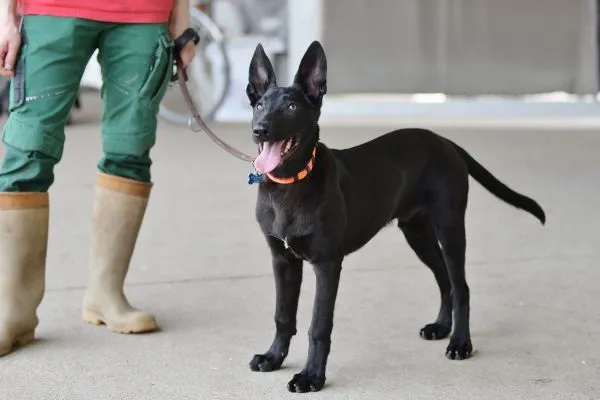 Dog from shelter, Cub | Malinois Mix Male