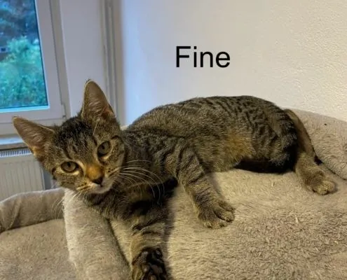 Katze aus Tierheim, Fine Mine Trine | Weiblich