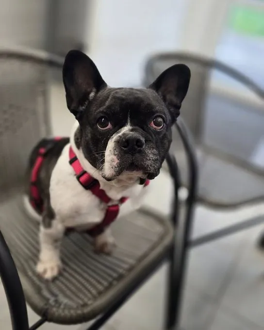 Dog from shelter, Fundhündin Inge Macht Sich Auf Die Suche Nach Einem Kuscheligen Körbchen | Schwarz Weiß Französische Bulldogge Female