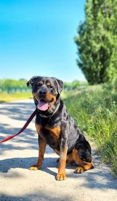 Hund aus Tierheim, Pauli | Rottweiler Männlich