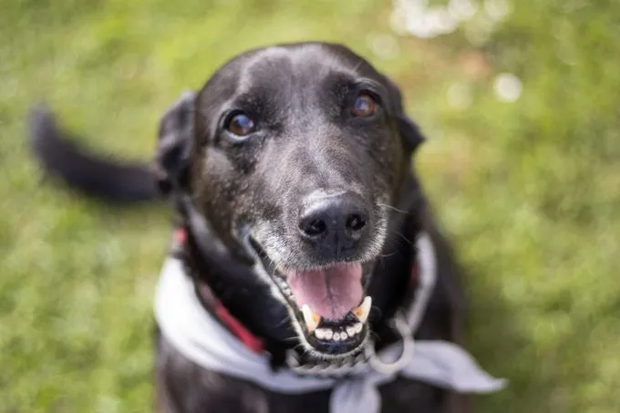 Levin - labrador-mix zur Adoption
