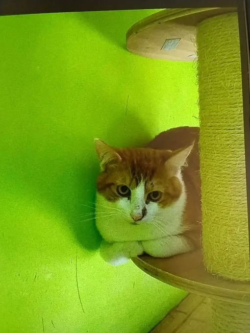 Katze aus Tierheim, Kalle | Rot Weiß Europäische Hauskatze Männlich