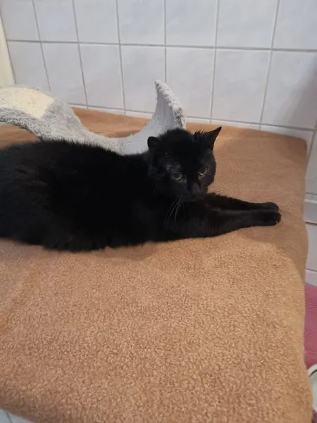 Cat from shelter, Gretchen | Schwarz Ekh Female