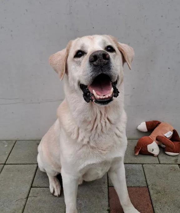 Dog from shelter, Cox | Blond Labbi Mix Male