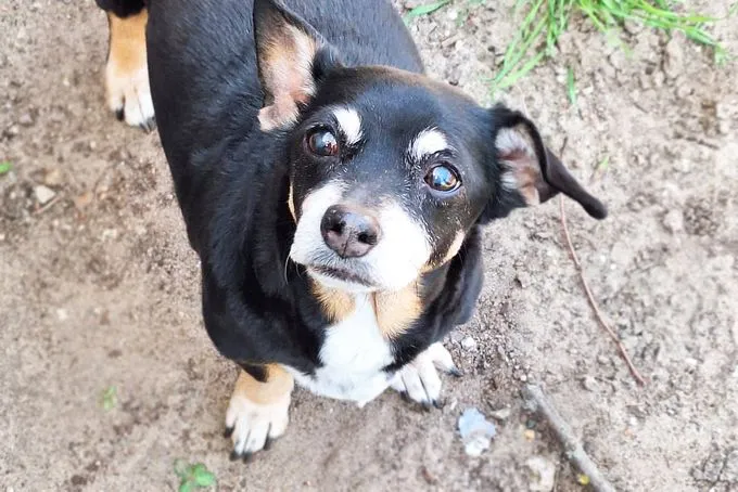 Hund aus Tierheim, Pünktchen | Dackel Mix Weiblich
