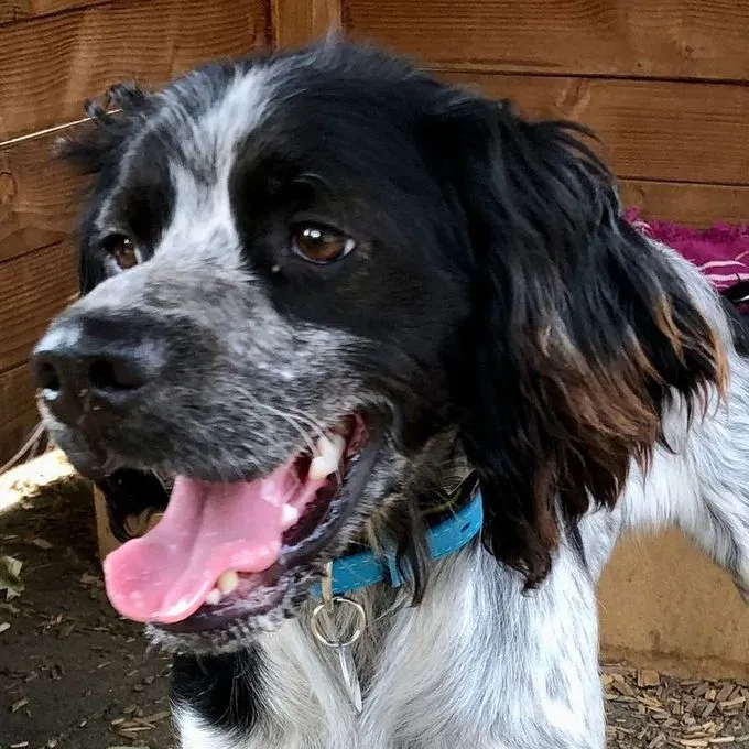 Dog from shelter, Totò | Schwarz Und Weiß Bretonen Setter Mix Male