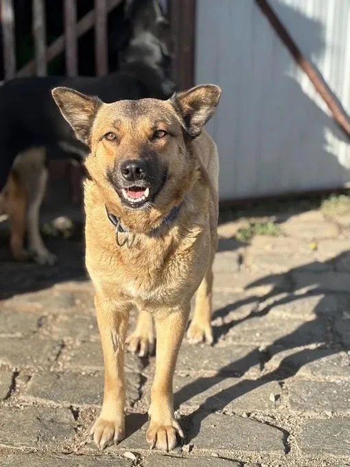 Amalka - mischling zur Adoption