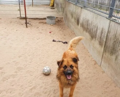Dog from shelter, Spike | Hütehund Mix Male