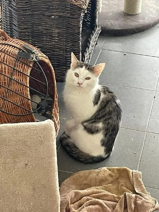 Cat from shelter, Muckel | Weiß Grau Ekh Female