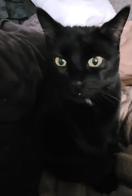 Katze aus Tierheim, Josy | Schwarz Ekh Weiblich