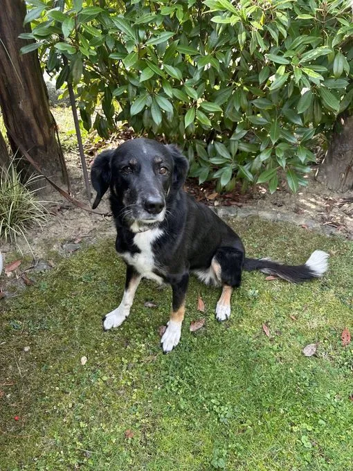 Vermittlungshilfe - Emma - mischling zur Adoption