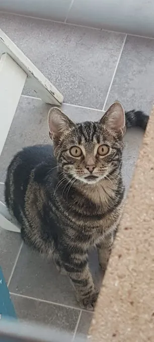 Kim - EKH zur Adoption