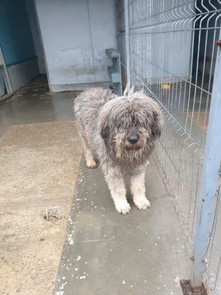 Boris - Riesenschnauzer-Mix zur Adoption