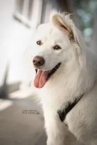 Dog from shelter, Kenzo | Herdenschutzhund Mischling Male