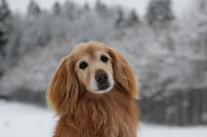 Dog from shelter, Gino | Braun Cocker Spaniel Mischling Male