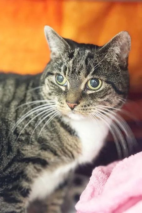 Cat from shelter, Kira | Ekh Female
