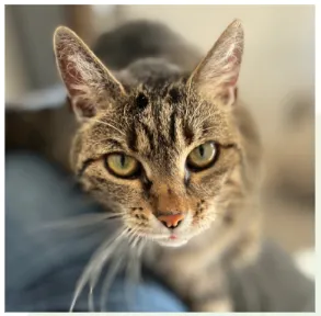 Cat from shelter, Fleur | Grau Getigert Ekh Female