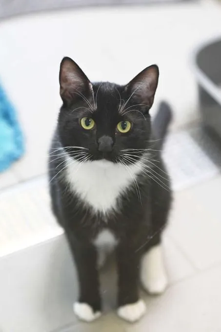 Katze aus Tierheim, Lonnie | Ekh Weiblich