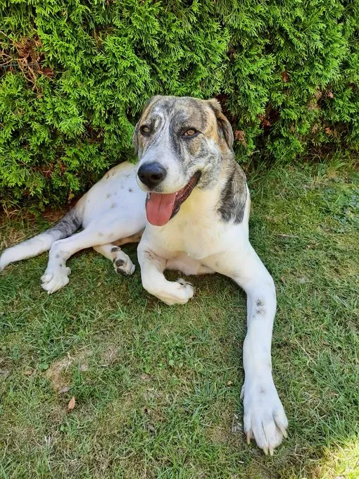 Dog from shelter, Rulis | Weiss Und Braun Mischling Male