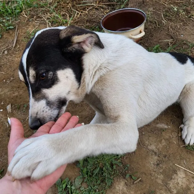 Mato - mischling zur Adoption