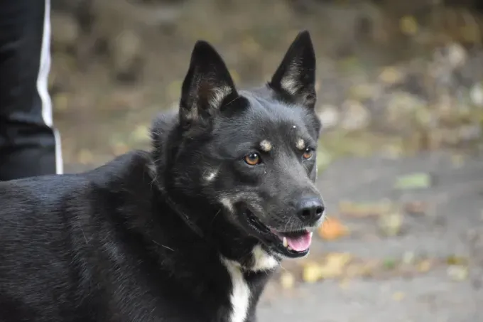 Dog from shelter, Brianna | Schwarz Braun Mischling Female