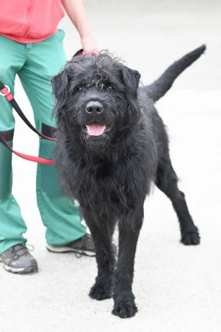 Hund aus Tierheim, Levi | Riesenschnauzer Mix Weiblich