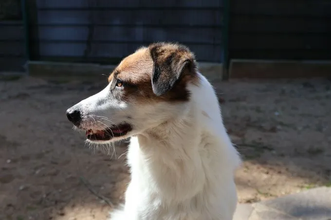 Dog from shelter, Marvel | Weiß Braun Mischling Male