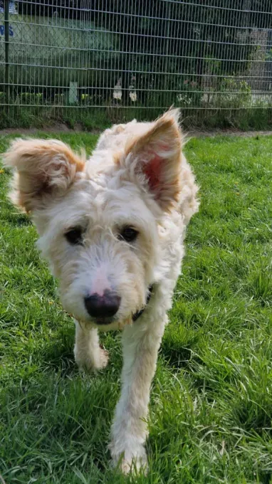 Dog from shelter, Wolle | Beige Mischling Male