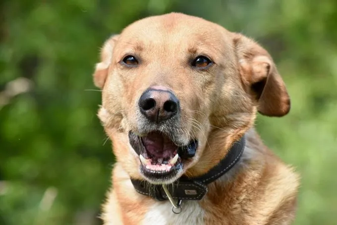 Caspar - labrador-mix zur Adoption