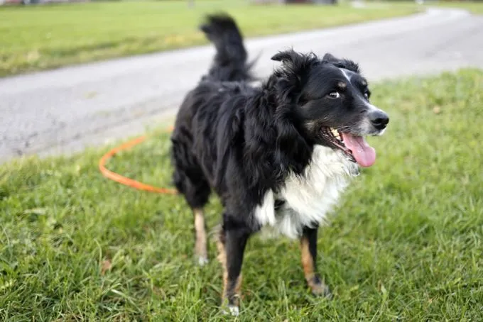 Dog from shelter, Merlin | Tricolor Australian Shepherd Male